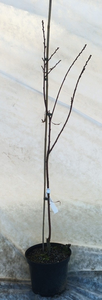 Castanea sativa 'Aspleniifolia' de greffe - Châtaignier en pot de 7.5L
