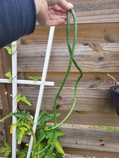 20 Yard Long Bean seeds Asian Chinese Long Bean String beans organic USA Florida