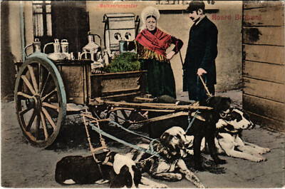 PC CPA HUNDE, MELKVERKOOPSTER, NOORD BRABAND, alte Postkarte (b17224)
