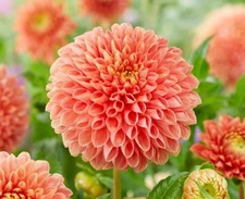 1  JOWEY LINDA Ball Dahlia - Large Tuber - US Seller