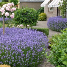 3x Large Lavender Plants | Bee Friendly English Lavender |