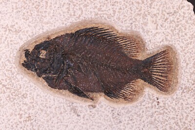 Nice Fossil Fish Priscacara serrata Green River FM Wyoming WY