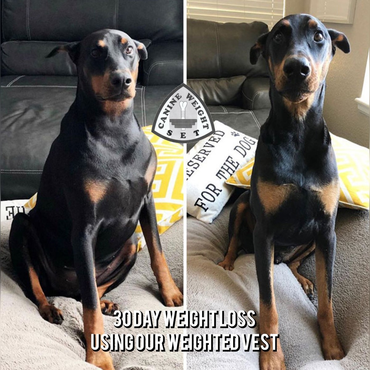 CWS Weighted Dog Vest Flotation Vest-XLarge 20 Pounds Sandbags