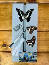 Complete Butterfly Mounting Kit with Spreading Board, PRESERVED BUTTERFLIES, ent
