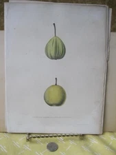 Vintage Print,STRIPED GERMAIN,Agriculture Fruit+Vegs,1851