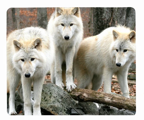 tapis de souris loup hiver neige loups blancs réf 85