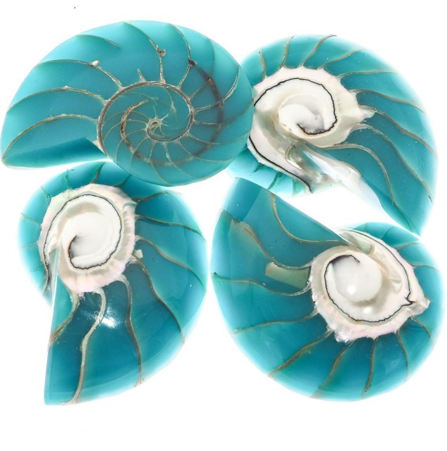 Original Expuesto Chamber Nautilus Concha Azul Turquesa Cuenta Colgante Cabujón Original Expuesto Chamber Nautilus Concha Azul Turquesa Cuenta Colgante Cabujón