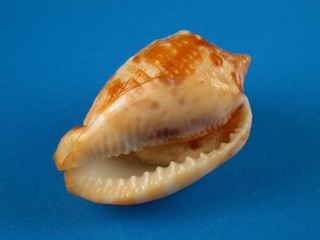 Cypraecassis coarctata patrón oscuro 35 4 mm México Shell G16