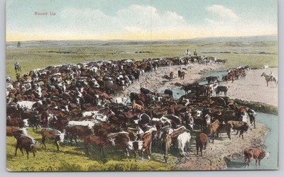 Round Up Cattle Herd Western Ranch Divided Back Postcard