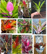 6 for $60 + FREE Ship Bromeliad Lot Bundle Live Plants neoregelia billbergia +