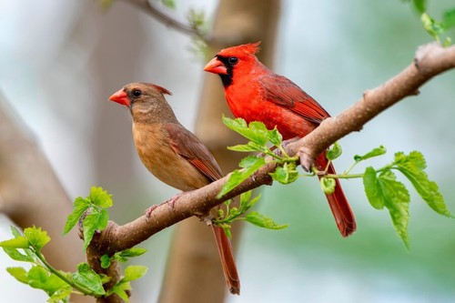 Northern Cardinal Pair in Spring Print Premium Poster High Quality choose size - Picture 4 of 4