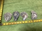 Lot of 36 Atlantic Oyster Shells 6.5 To 4.5 Inch Long Craft Art — photo 7