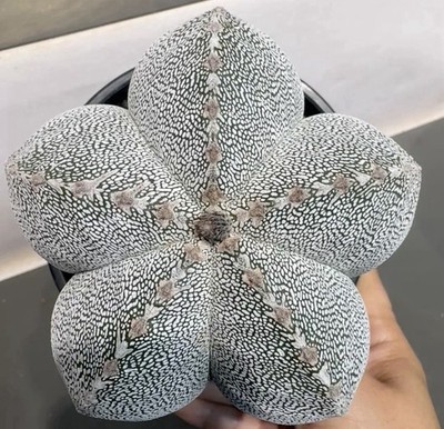 Astrophytum myriostigma 'Onzuka', with a full row of distinct V-shaped patterns.
