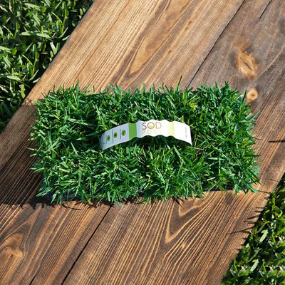 Zoysia Grass Sod Plugs (32-Count) Natural, Affordable Lawn Improvement