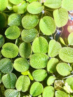 30+ | Salvinia minima (Water Spangles) | Live Floating Plants