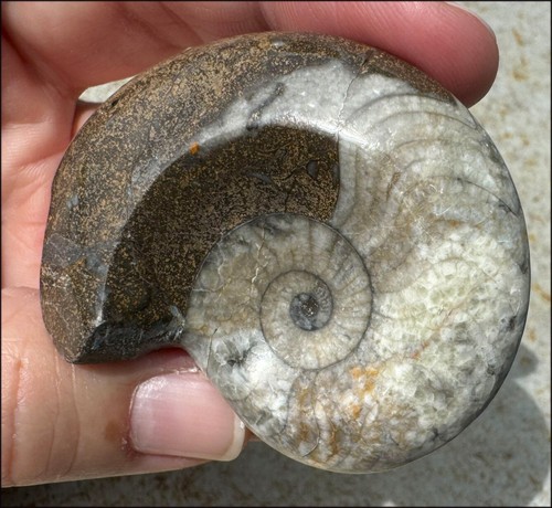 Moroccan GONIATITE Fossil Specimen - Stability, Deep Meditation - Picture 10 of 13