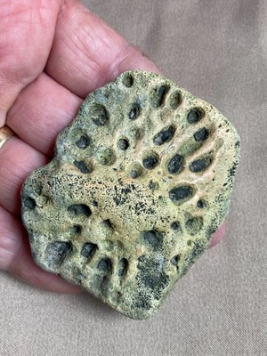 Fl  Alligator Bony Armor Dermal Scute Age Not Determined Indian River Co Fl