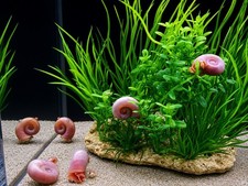 Pink Ivory Ramshorn Snails