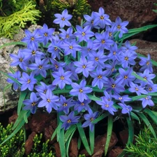 Easy to Grow Starflower Jesse 10 Plant Bulbs, Spring Flowers Zones 5-9