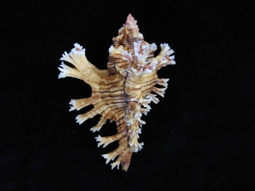 Sea Shell Chicoreus palmarosae 85,6 mm ID#7941 - Imagen 3 de 4