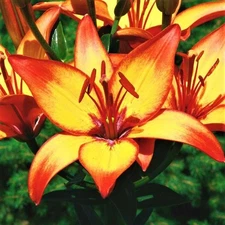 1 -GIRAFFE ASIATIC LILY Live Flower Bulb  EXOTIC PERENNIAL  Free Shipping