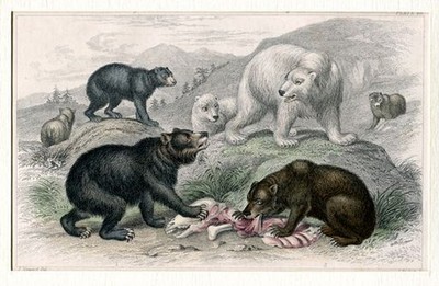 Bären (Grisly Bear, European Brown Bear, American Black Bear, Polar Bear) - altc
