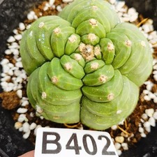 ----------  Ariocarpus-Copiapoa cinerea/Astrophytum asterias