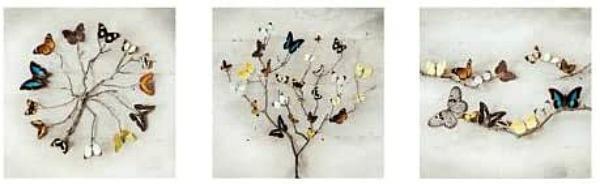 Ian Winstanley : Butterfly's - Midi Poster 91.5 x 30.5 cm new and sealed