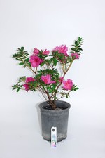 Satsuki Azalea  like hybrid ' Lavender Suprem' 1 Gallon Flowering Bonsai Tree