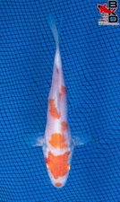 5" KOHAKU Live Koi Fish Garden Pond 11/7