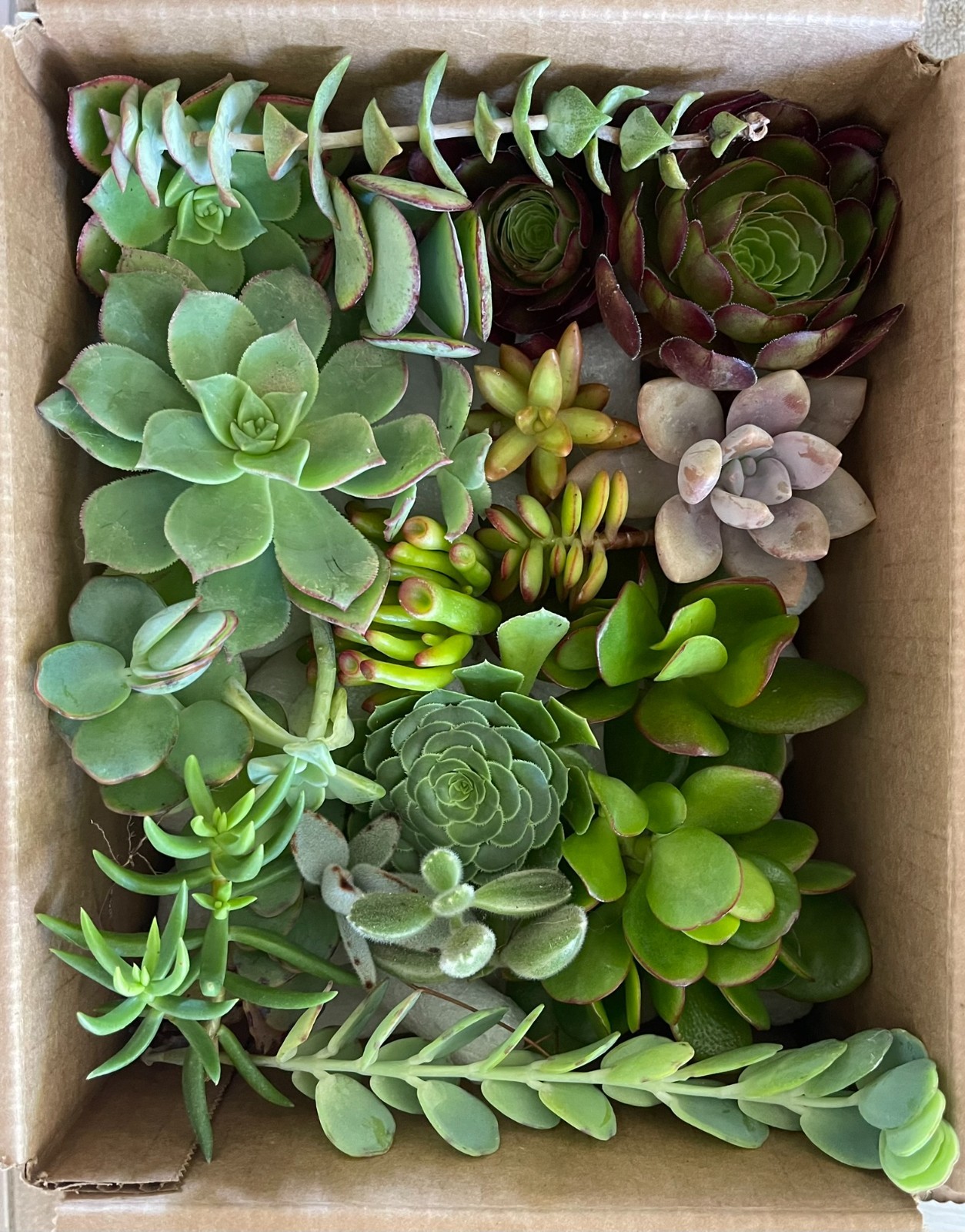 50 Fresh Healthy Organically Grown Succulent Cuttings 15 Varieties FREE SHIPPING