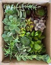 50 Fresh Healthy Organically Grown Succulent Cuttings 15 Varieties FREE SHIPPING