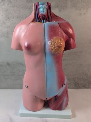 Human Female Torso Anatomical Model with Internal Organs for Educational Use 14''