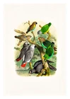 Reichenow Parrots 13 A4 High Quality Art Print