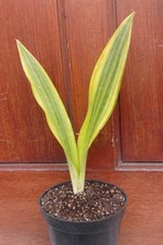 Real Pict Sansevieria Guineensis Variegated Rare Uniqe Snake Plant