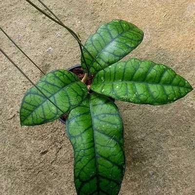 Hoya callistophylla 'Obsidian' Rare Tropical Indor Outdor Wax Plant