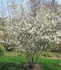 Alleghany Serviceberry - 2 - 3 FT Tall - Grown in a Trade 1 Gallon
