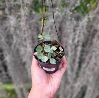 Hoya Curtisii Silver Rare Tropical Indor Outdor Wax Plant