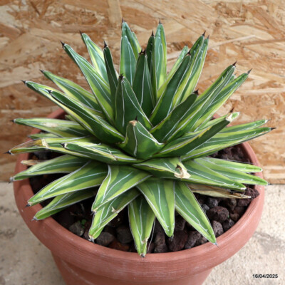 D2076 AGAVE REGINAE VICTORIAE VARIEGATED pot30-H21-W30 cm MaMa Cactus