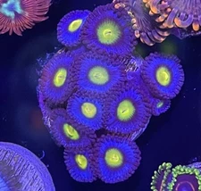 WWC AOI Zoanthids Live Zoa Coral Frag - 5+ Polyps BLUE AND YELLOW