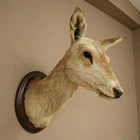 Used Hirschkuh Rothirsch Head Shoulder Taxidermy Prep H 67cm Main