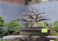 Big Sale - Bonsai Ficus Microcarpa A001 -  Unique Specimen - Real Picture