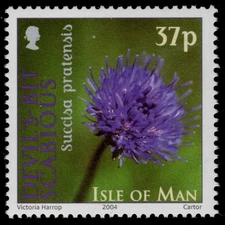 ISLE of MAN 1035 - Wildflowers "Devil's Bit Scabious" (pc43566)