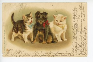 Details About Anstalt Munchen Cats Dogs Gebruder Obpacher Ak Rare Antique Udb 1900