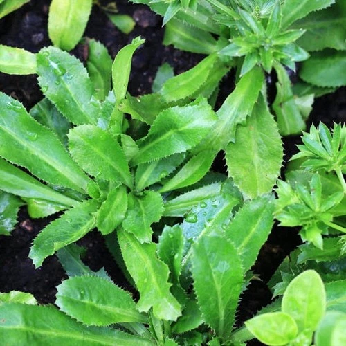 3 CULANTRO Eryngium foetidum Thai /Vietnamese parley Ngo Gai, live Plant, USA - Image 3 of 4