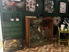 Faux Taxidermy Display Case 1:12 scale