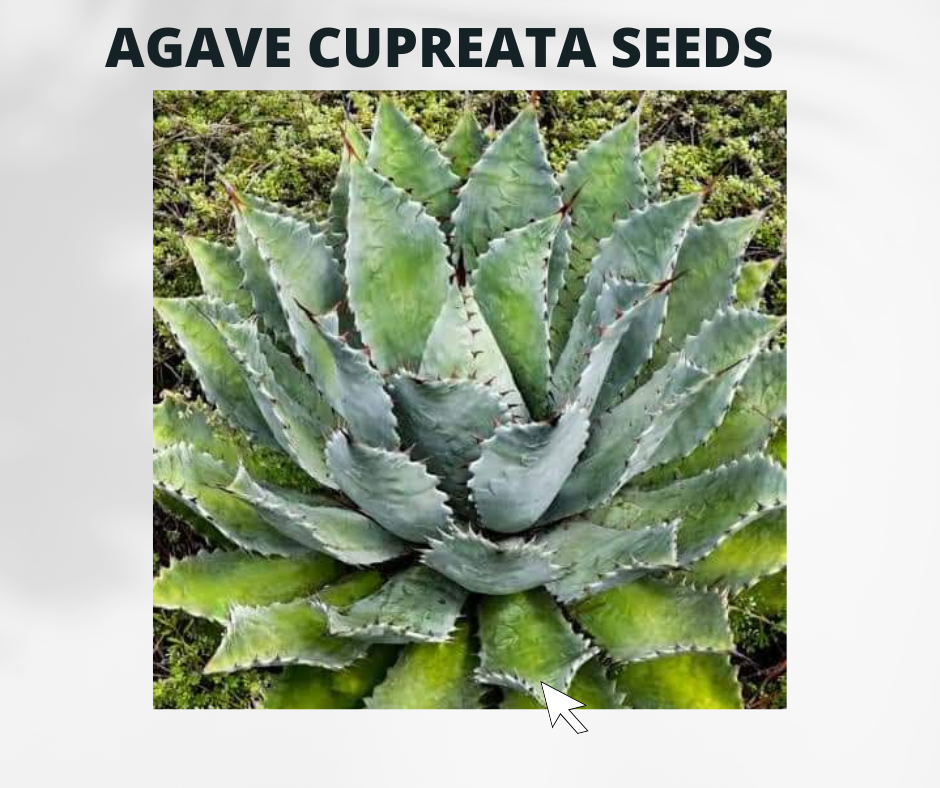 アガベ Agave / OAXACA Agave oteroi 'Oaxaca' – Happy Valley Plants アガベ
