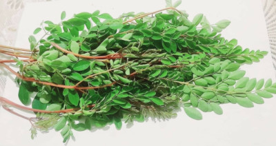 Ceylon dried,clean moringa oleifera leaves 100% Fresh Drumstick Leaf 100g