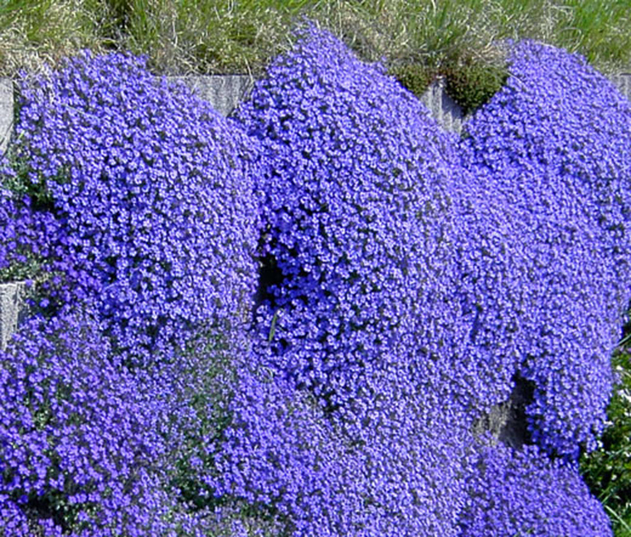 Unknown Rainbow Creeping Thyme Plants Blue Rock CRESS Plants - Perennial  Ground Cover Flower ,Natural Growth for Home Garden 200 PcsBag - (Color:  Mixed) 