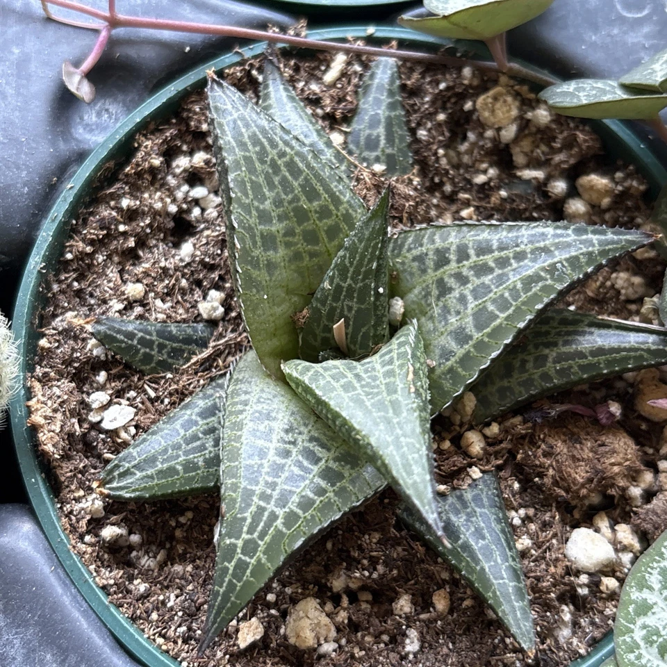 Planta viva suculenta - Haworthia Venosa Tessellata - En maceta de 4 '' Foto 2 de 4